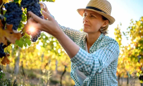 woman-picking-grapes